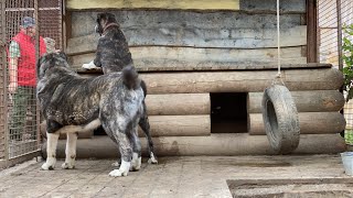 Багама(8 мес)с папой Мартыном Володю встречают!БУЛЬДОЗЕРА линия.САО/алабай.РКФ/FCI+79157787787 Ольга