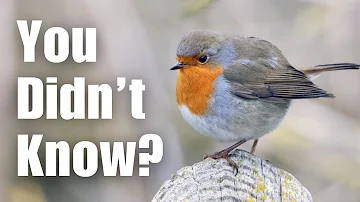 Most People Dont Know These 8 Facts About ROBINS
