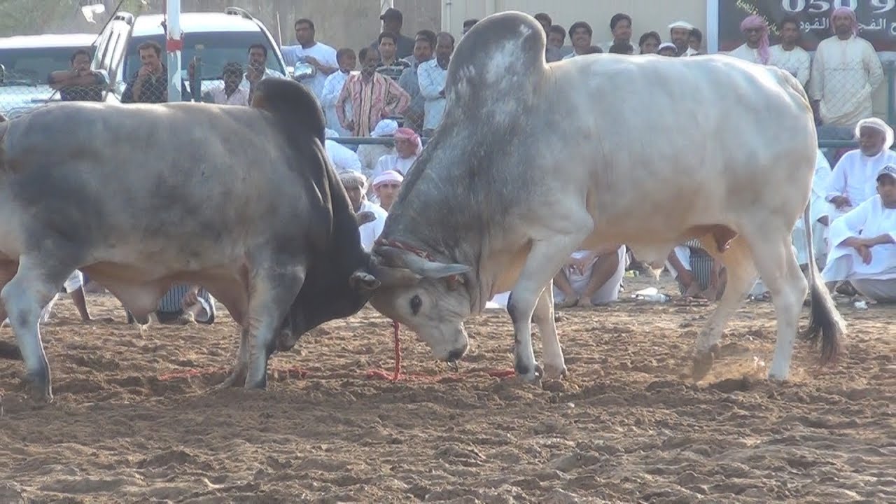 Download Bull Fight Night in Fujairah, UAE