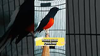 Download Lagu murai isian prenjak MP3