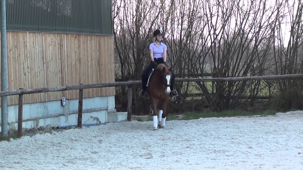 German Horse Center Challenge 2014 Sabrina Koston & Real nice Lady