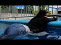 VIDEO VLOG POOL DAY swiming pool #swimming #vlog #video #wet #pool #summer #funnyvideo #funnygirl