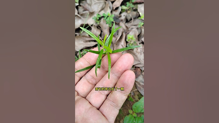 两种蛇药：田基黄和白花蛇舌草 - 天天要闻
