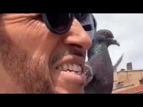 الحمام رمز السلام