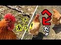 ヘビと出会ってしまったニワトリ、まさかの●対応！【ニワトリ散歩】 #117