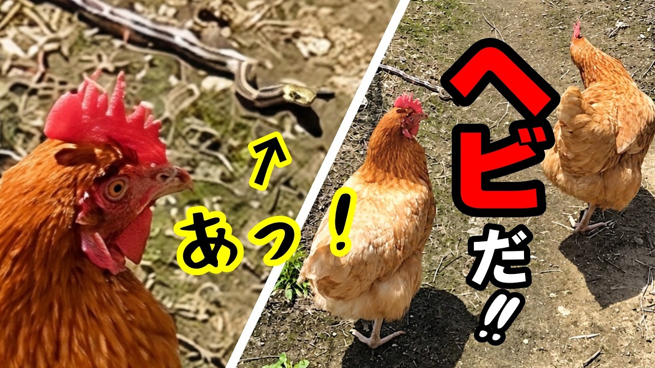 ヘビと出会ってしまったニワトリ、まさかの●対応！【ニワトリ散歩】 #117