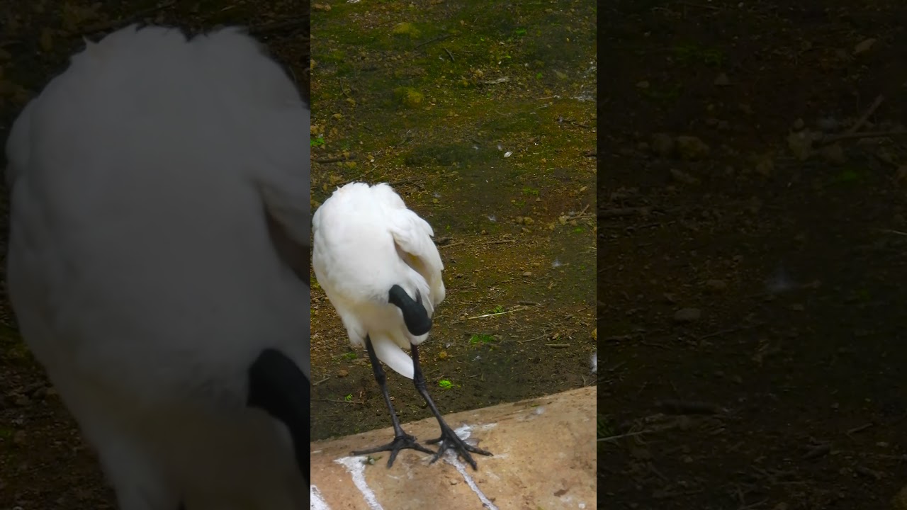 Black-headed Ibis Feeding Habits: Mastering the Art of the Hunt