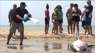 Famous A not-so-great day at the beach for this stranded great white shark Profile