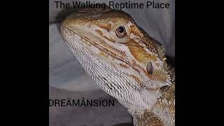 DREÄMÅNSÏON - The Walking Reptime Place