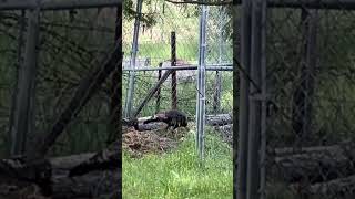 Compost Pile is easy way to catch Turkeys