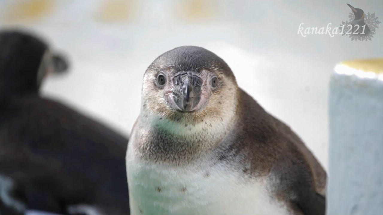 おたる水族館 仔ペンギンには態度が違うカラス - YouTube