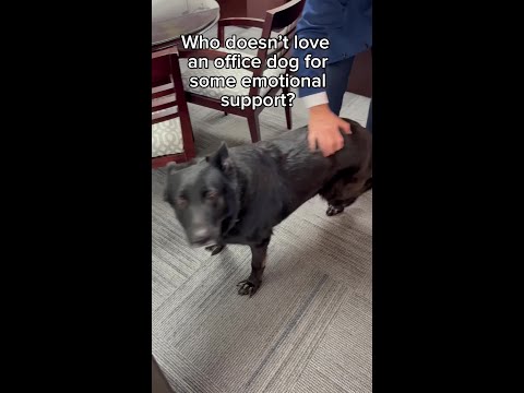 Can You Find Onyx's Favorite Spot?