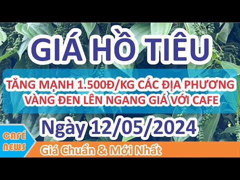 Giá hồ tiêu hôm nay ngày 12/05/2024 