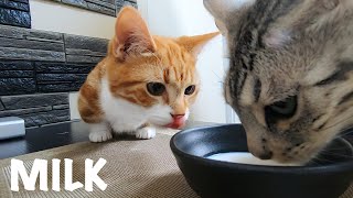 子猫とその恋人のミルクデートが可愛い！【#猫お見合い大作戦 ⑩】