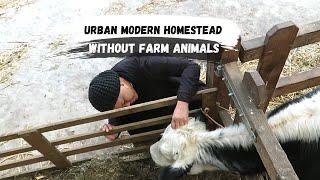 #15 Slow Living How to start your own homestead  Urban Homesteading