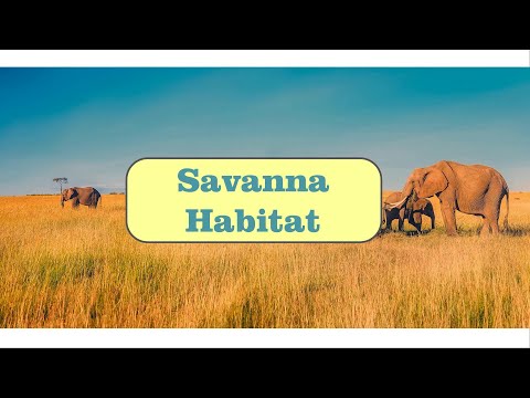 Video: Care este diferența dintre savana și Savannah?