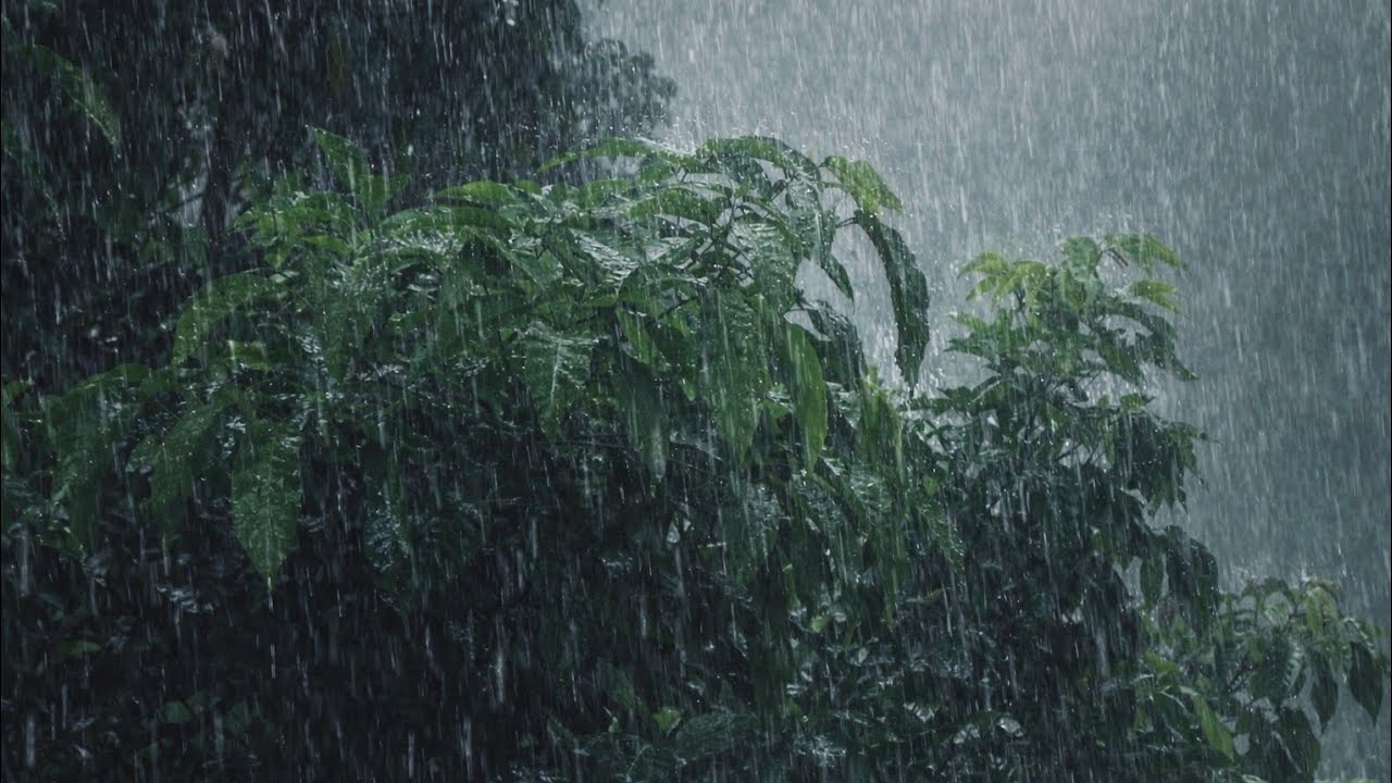 Rain Sounds for Sleep | Relaxing Natural Rain in the Forest for Study & Stress Relief