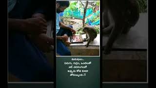 Monkey Playing Chess...#shorts #ytshorts