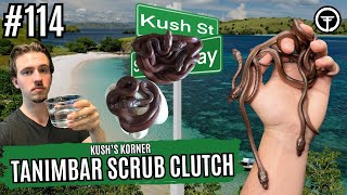The Journey To Hatching Tanimbar Scrub Pythons! | Kush's Korner Live