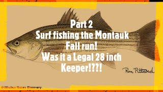 Part 2 Surf Fishing the Montauk Fall run! Was it a legal 28 inch Keeper?