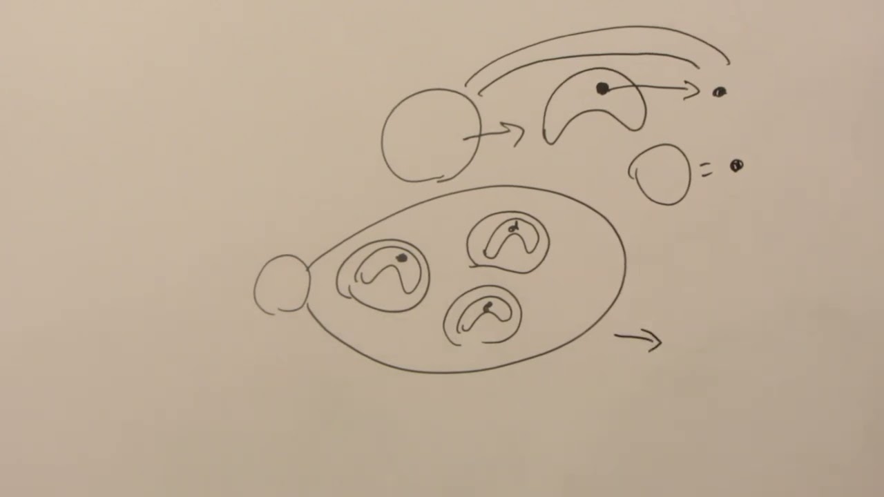 Трахейнодышащие 3 часть.