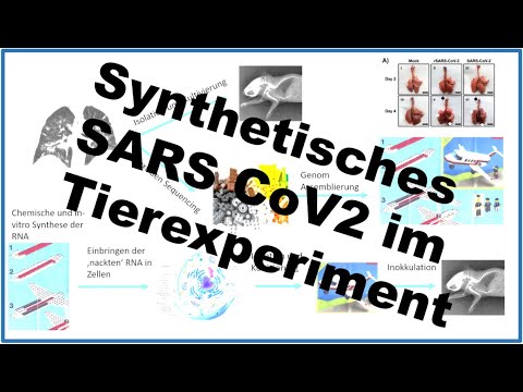 Synthetisches SARS CoV2 verursacht Lungenentzündung im Tierexperiment