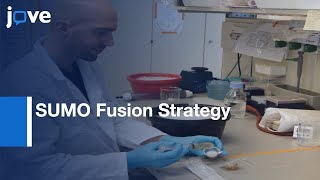 Huntingtin Exon1 Monomer and Fibrils Synthesis by SUMO Fusion Strategy | Protocol Preview