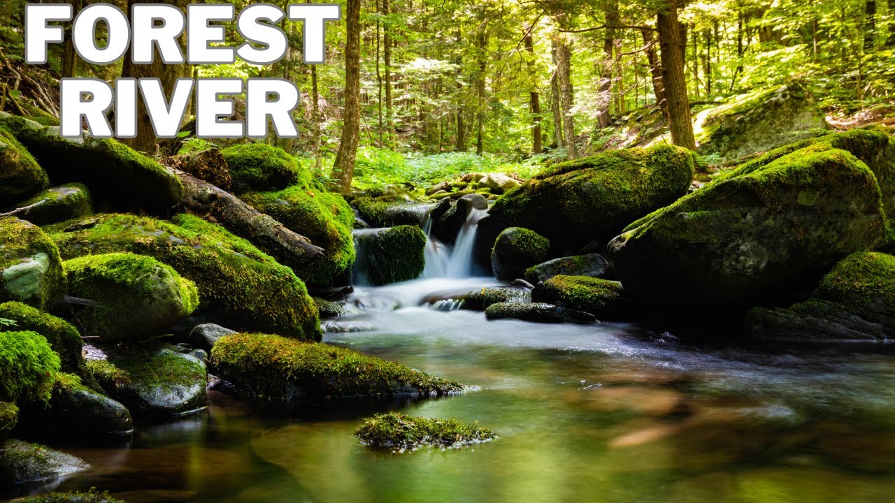 90 minutes Forest River - Stream Sounds for Sleeping - Relaxing Nature ...