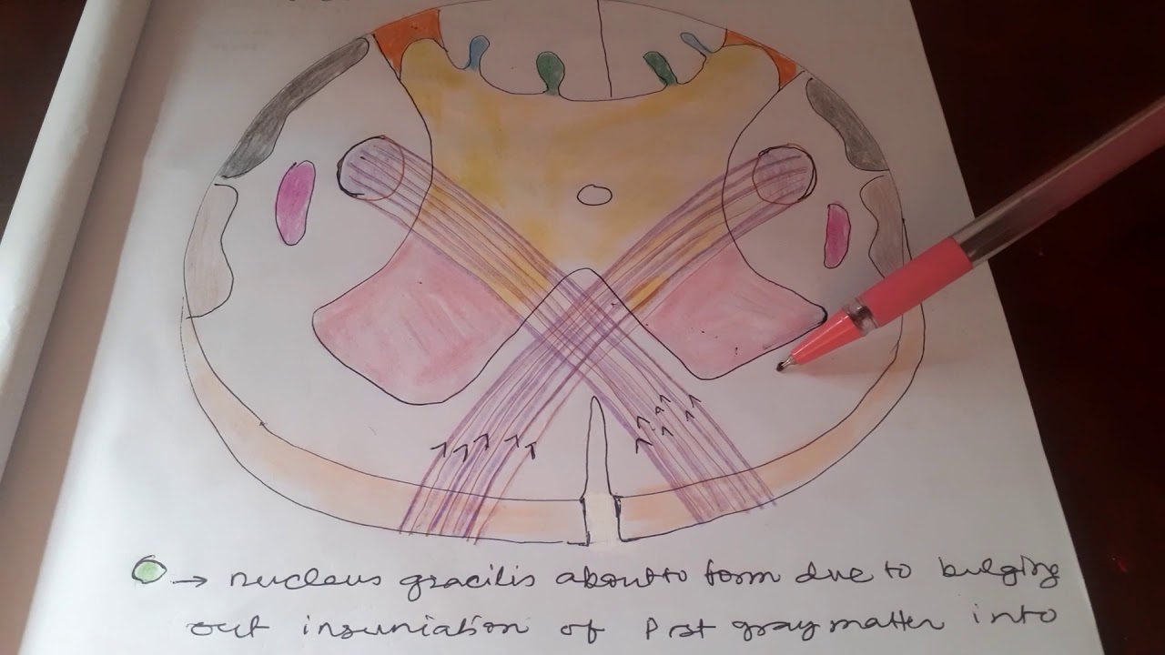 Cross section of medulla oblongata at the level of pyramidal decussation