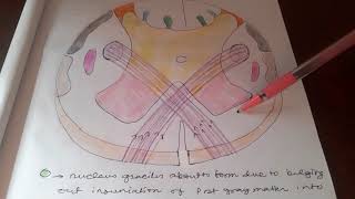 Cross section of medulla oblongata at the level of pyramidal decussation