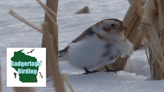 All About Road Birds (Lapland Longspurs, Horned Lark, Snow Buntings)