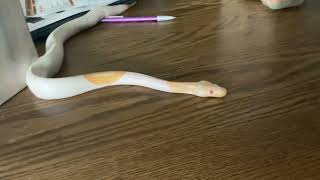 IMG 0353  say hello to my snake candycorn🥰🥰🥰