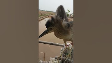 tiếng vạc kêu hay