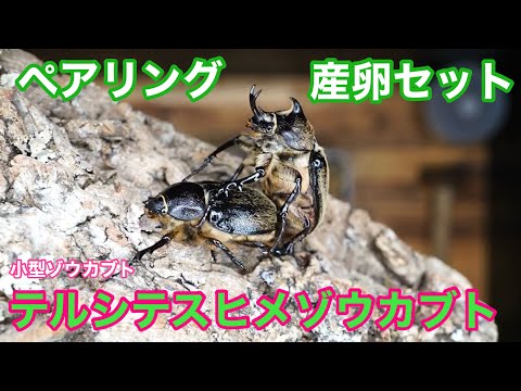 テルシテスヒメゾウカブトのペアリング＆産卵セット【メガソマ