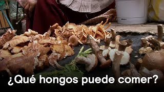 Which mushrooms are edible - En Punto with Denise Maerker