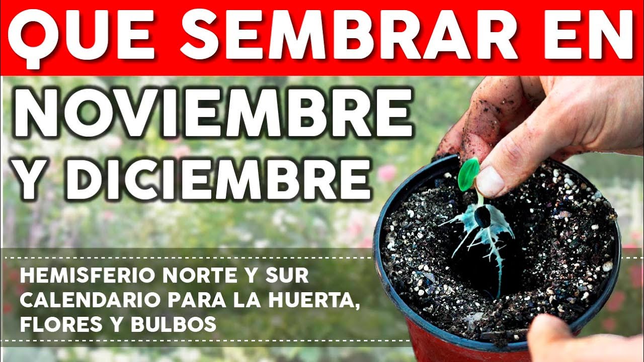 Que sembrar en NOVIEMBRE y en DICIEMBRE - Calendario de SIEMBRA 2021