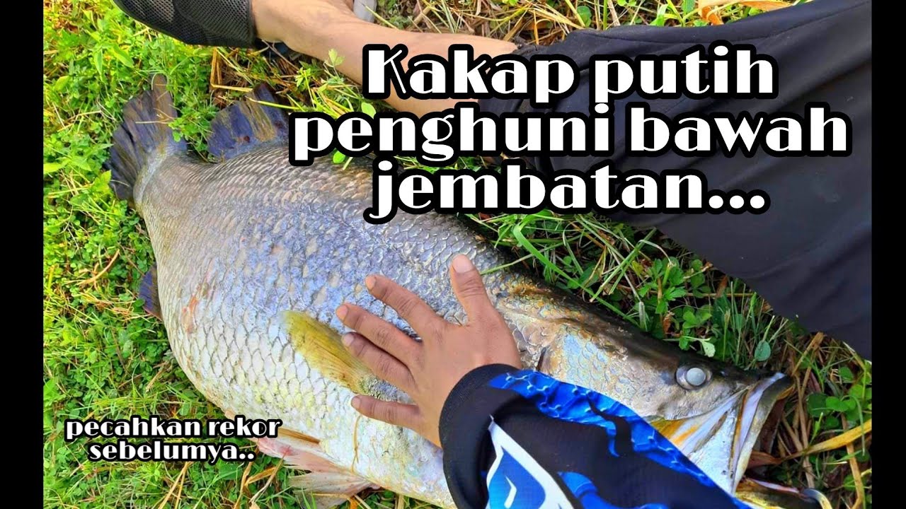 MANCING KAKAP PUTIH/ BARAMUNDI DI MUARA//DI HAJAR BARAMUNDI BESAR SEMUA TEMAN PANIK.!!!