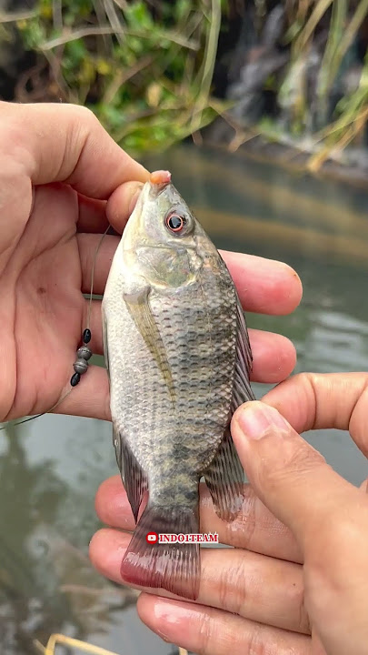 Challenged to find a fishing spot for beautiful ornamental rainbow fish🤤