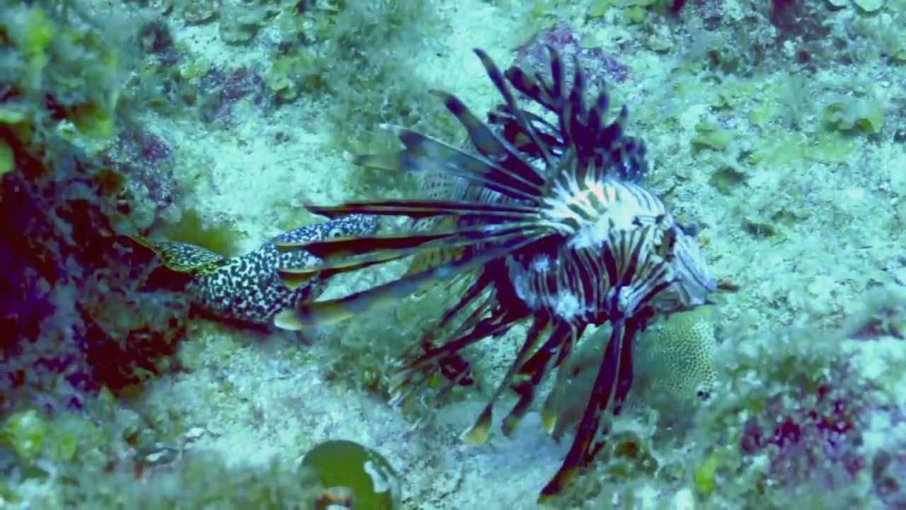 Lion Fish vs. Eel YouTube