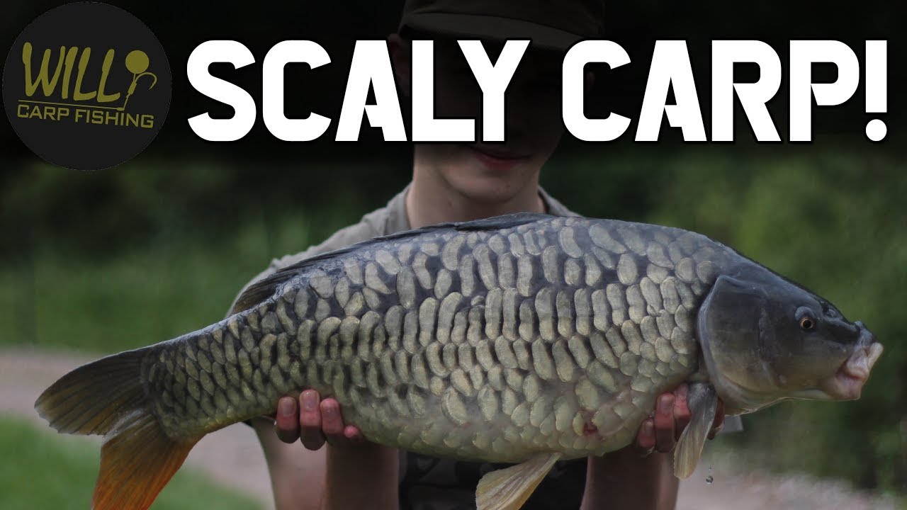 Carp Fishing, Short Day Session Success