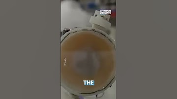 Could Snail-Based Climbing Robots be on the Way Up?