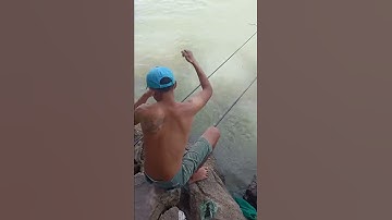 Bải câu nhiều Cá Hồ Dầu Tiếng