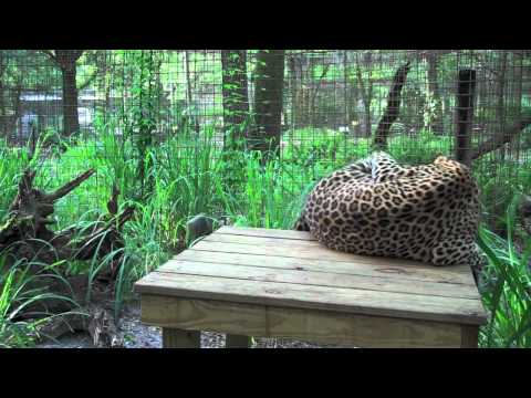 Leopard FAIL !!