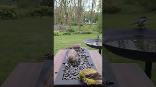 Finches & the Black-capped chickadee! #finch #finches #chickadee   #bird #birding #birdlover