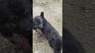 25 million 😍🐥 #viral #cute #puppy