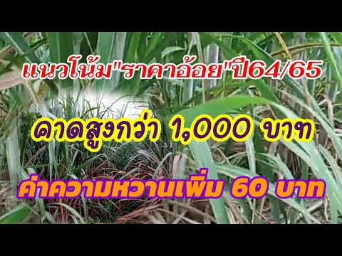 แนวโน้ม"ราคาอ้อย"ปี64/65 คาดสูงกว่า 1,000 บาท ค่าความหวานเพิ่ม 60บาท