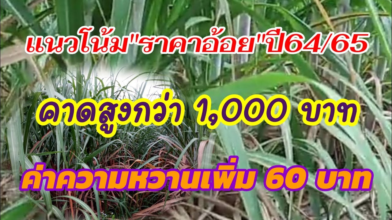 แนวโน้ม"ราคาอ้อย"ปี64/65 คาดสูงกว่า 1,000 บาท ค่าความหวานเพิ่ม 60บาท | ข่าวสารล่าสุดเกี่ยวกับ ราคาอ้อย