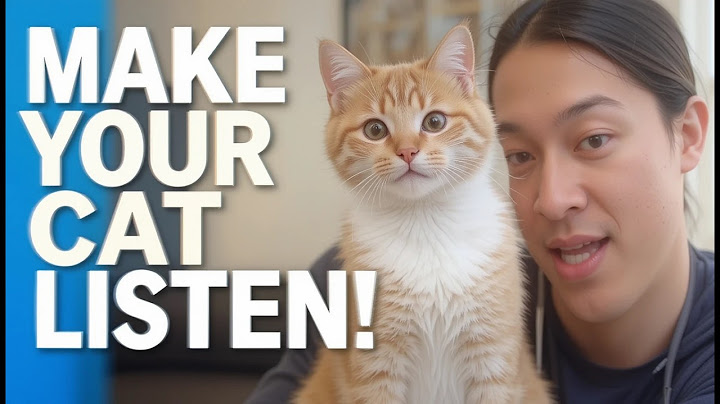 🐾 How to Make Your Cat Respect You: Practical Tips