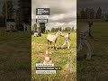 Cheval Boulonnais Pila de Fort Mardyck - Christophe Debruyne #shorts #Boulonnais #chevalBoulonnais