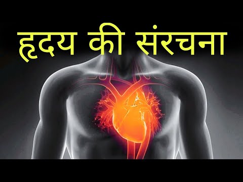 वीडियो: हृदय पेशी कहाँ पाई जाती है?